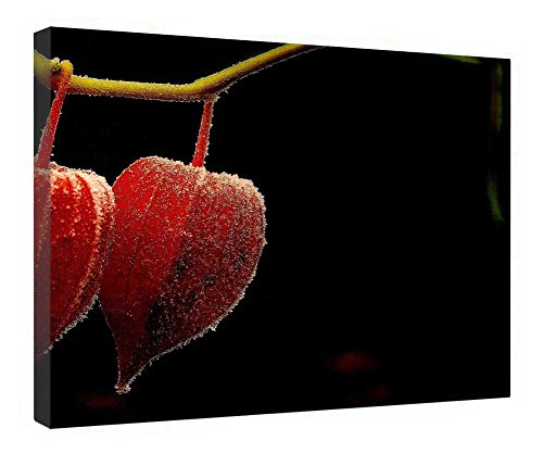 Tableau Physalis sur toile tendue avec cadre bois de qualité supérieure