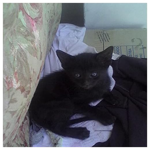 Melodía (de la sinfonía sorpresa)