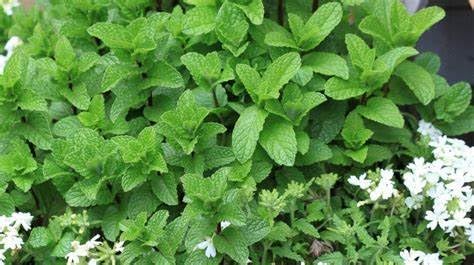 Wintergreen Mint - Rooted Mint Cutting Starter