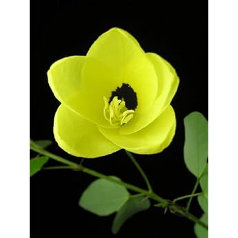 Seedeo Yellow Orchid Tree Bauhinia tomentosa 20 Seeds