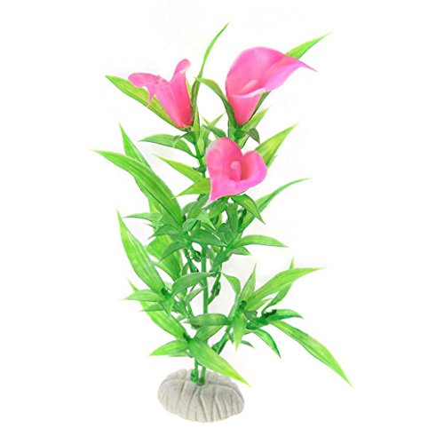 Amesii artificiale acqua erba Morning Glory