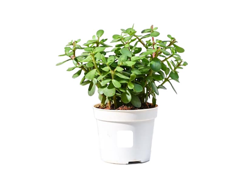 Jade Plant (Battan Bel) Live Plant - Indoor Succulent Pack of 1 with black Pot | Hardy Elegance for Your Living Space-image-33