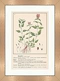  Brunelle Prunella vulgaris Plantes médicinales Herbes médicinales 083 Encadrée