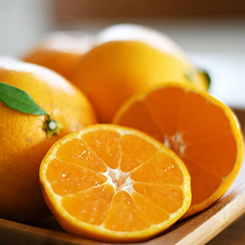 Q݂ p 10kg M`LTCYyoדCEwszQY Ε NX}X Mtg ~Mtg  t[c k