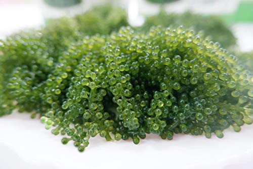 Salted Sea Grapes GREEN FOOD - Dehydrated seaweed - Organic - Umibudo - Green caviar - Caulerpa lentillifera (3.53 OZ/100g of 5 packs)