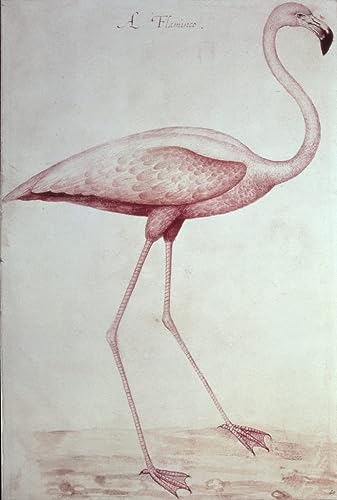 Affiche flamant rose sur toile d'art White Art Portrait pour décoration murale 60x90cm
