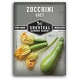 Survival Garden Seeds - Grey Zucchini Seed for Planting - Packet with Instructions to Plant and Grow Mexican Summer Squash in Your Home Vegetable Garden - Non-GMO Heirloom Variety