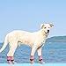 SCENEREAL Anti Slip Dog Socks to Prevent Licking Paws for Hardwood Floors, Double Sides Dog Shoes Boots & Paw Protectors for Hot/Cold Pavement, Dog Grippy Booties for Small Medium Large Senior Dogs
