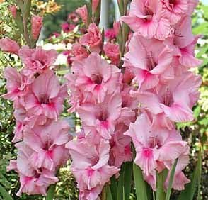 (5) Gladiolo Tampico, hermoso lirio de espada floreciente, bulbos de gladiolos, plantas, plantas perennes, gran flor