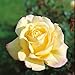 Edelrose Gloria Dei in lichtgelb mit rosa Rand - Duftrose winterhart - Rosen-Blüte in lichtgelb mit rosa Rand - Rose stark duftend im 5 Liter Container von Garten Schlüter - Pflanzen in Top Qualität