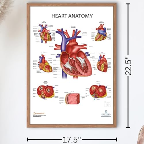 Image of Anatomy Lab Human Heart Poster, LAMINATED, 17.3 x 22.5 Inches | Anatomy and Physiology for Walls