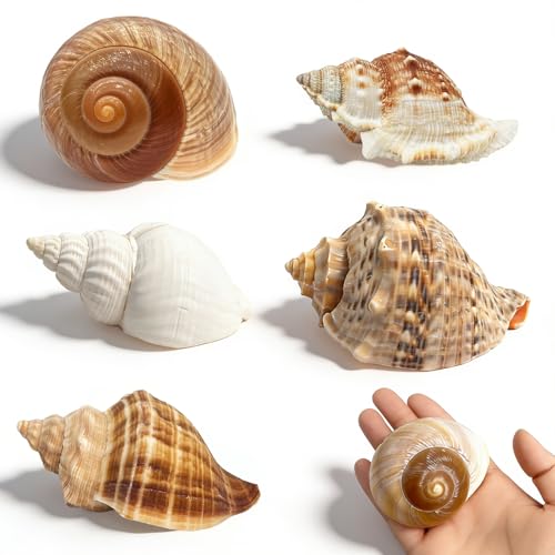 MOASIOP 5PCS Large Hermit Crab Shells Natural Turbo Seashells 2.56-3.9 inch Opening 1.5-2.5 inch for Hermit Crab Supplies Beach Decor