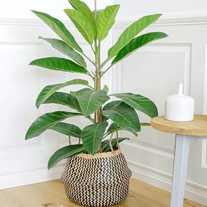 See full amazon price history chart for Mphmi Live Plant Nursery NCR Banyan tree Bonsai - Plant Mphmi Live Plant Nursery NCR Banyan tree Bonsai - Plant (B0C3C8V189) Amazon Price History, Amazon Price Tracker