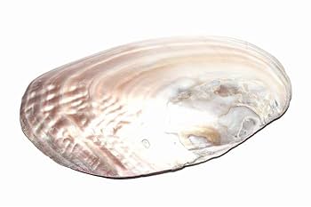 真珠付き天然貝殻置物 Amazon.co.jp: 自由が丘AMERI パールシェル 貝殻(真珠貝) 【AAA