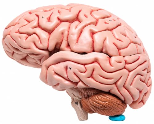 Image of ISKO | Life Size Human Brain Model | removable in 4 parts Fiber glass Resin material for Teaching Anatomy of Brain for Science Classroom Study | 1 Pc.