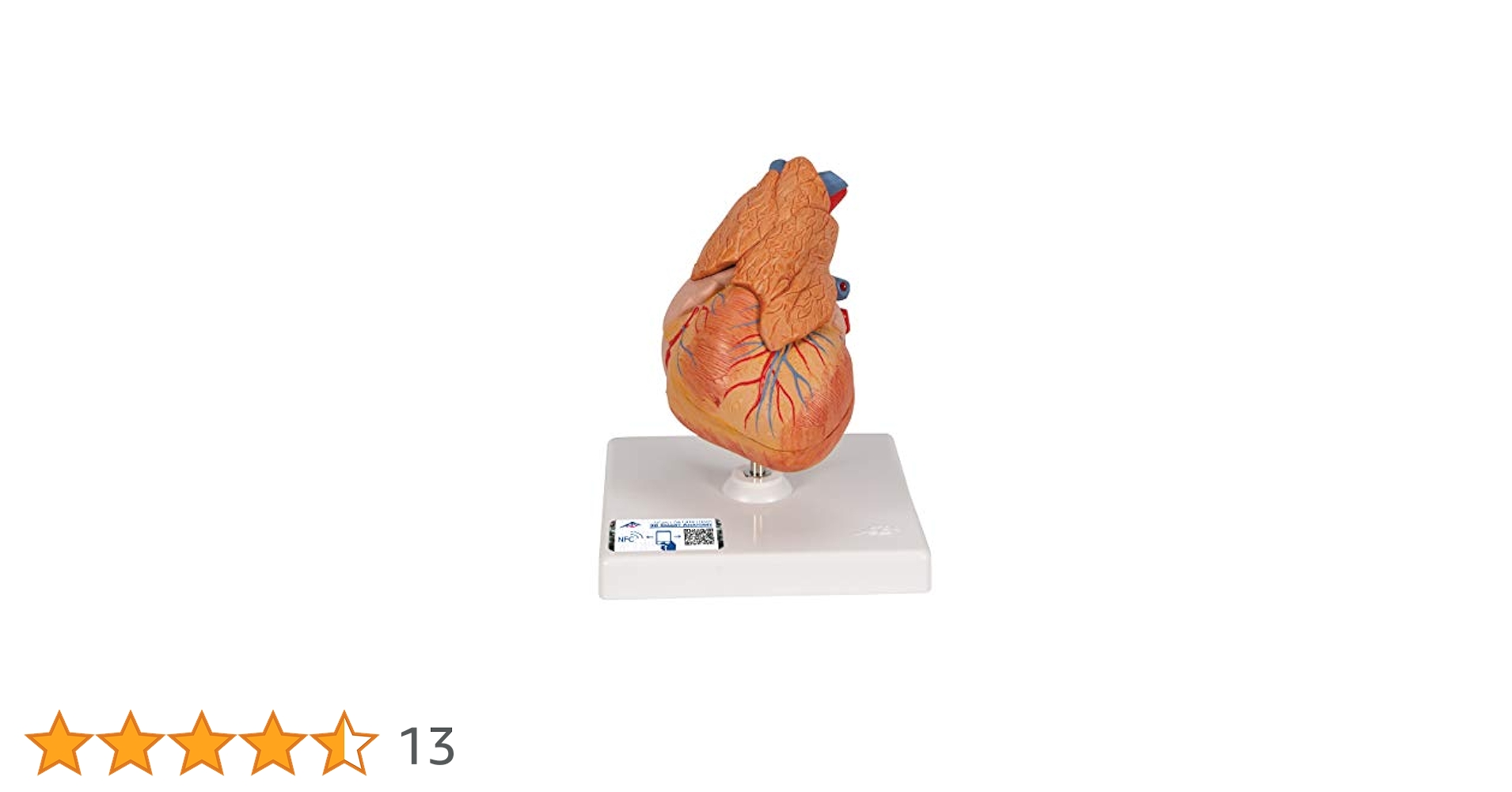 Amazon.co.jp: 心臓モデル : 産業・研究開発用品
