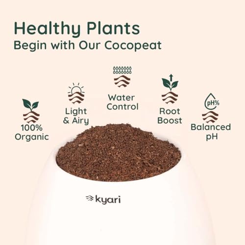 Image of Kyari Money Variegated Indoor Live Plants with White Self Watering Pot - Oval Pot 4 Inch