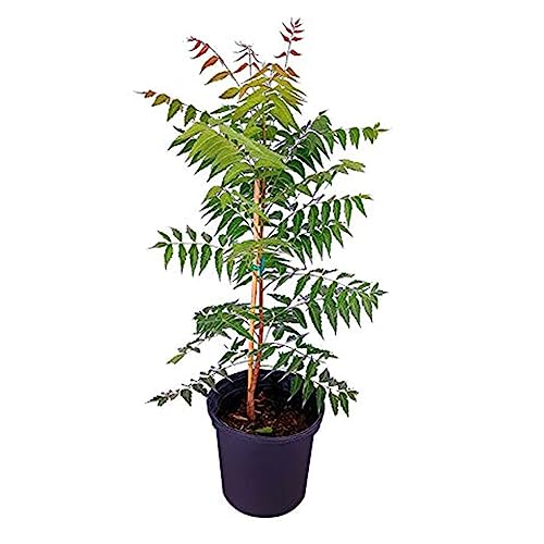 ONLINE PLANT BAZAR Neem Tree (Azadirachta Indica) Live Plant Outdoor N1