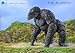 Godzilla x Kong: The New Empire: Kong Basic Exquisite Series Previews Exclusive Action Figure