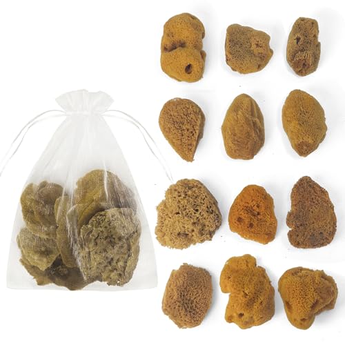 Natural Sea & Synthetic Sponges - Assorted Sizes 12pc Value Pack for Crafts & Artists: Multi - Purpose Art Supply for Professional Painting Ceramics Clay & Pottery Projects (12)