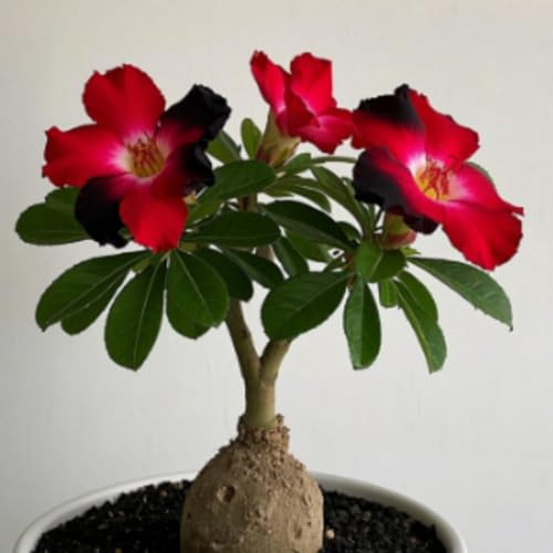Winterharte Wüstenrosen- Vielfältige Wüstenrosen für Langjährige Blühfreude im Garten-1 Rhizome-C