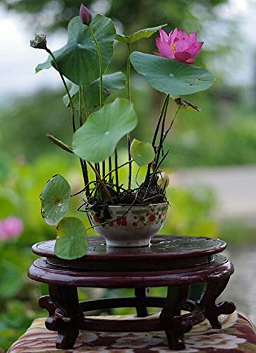 See full amazon price history chart for Aiden Gardens Lotus Flower Lotus Seeds Aquatic Plants Bowl Lotus Water Lily 10 Seeds Aiden Gardens Lotus Flower Lotus Seeds Aquatic Plants Bowl Lotus Water Lily 10 Seeds (B083JK2M26) Amazon Price History, Amazon Price Tracker
