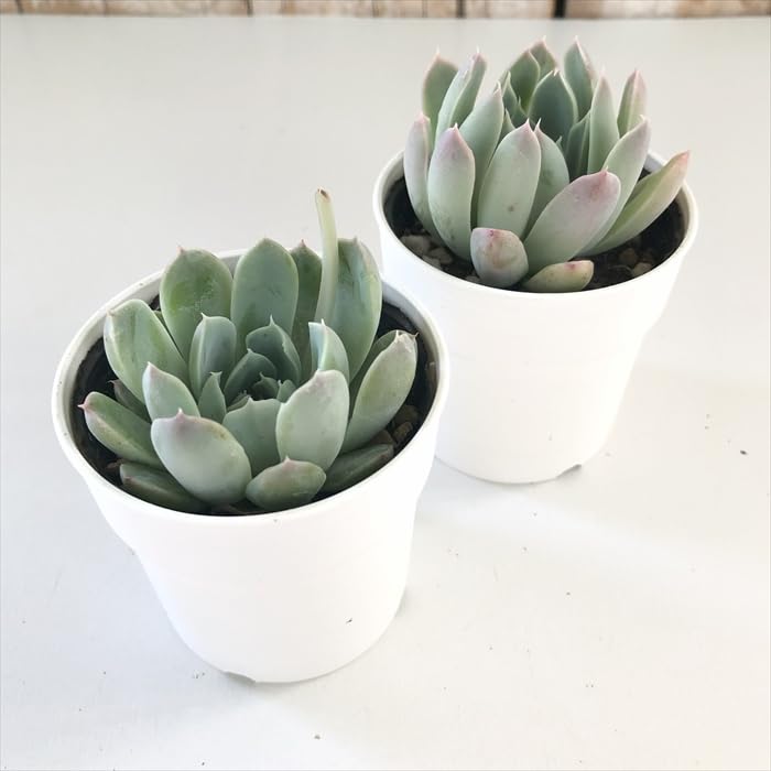 Amazon｜多肉植物 hxエケベリア アルビカンス×リンゼアナ 多肉植物