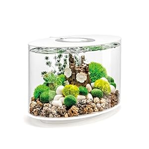 biOrb Loop 15 Acrylic 4-Gallon Aquarium with White LED Lights Modern Compact Tank for Tabletop or Desktop Display, White-Trimmed Tank