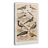Regenpfeifer und Austernfischer Vintage-Vogeldruck, Leinwand-Poster, Schlafzimmer, Dekoration, Landschaft, Büro, Raumdekoration, Geschenk, 30 x 45 cm