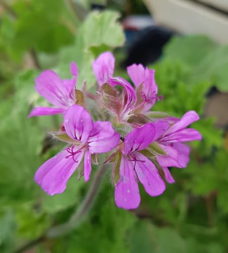 Pelargonium 'Atomic Snowflake' / Géranium au parfum de citron/Godet