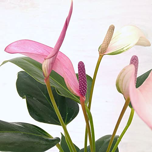 アンスリウム ピンク」の人気商品一覧 | 安い商品を通販サイトから探す アンスリウム ピンク」の人気商品一覧 | 安い商品を通販サイトから探す