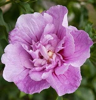 Spectacular Flowering Double Purple Sapphire Hibiscus Cold Hardy Potted Plant, Great as a Accent Plant, Starter Plant