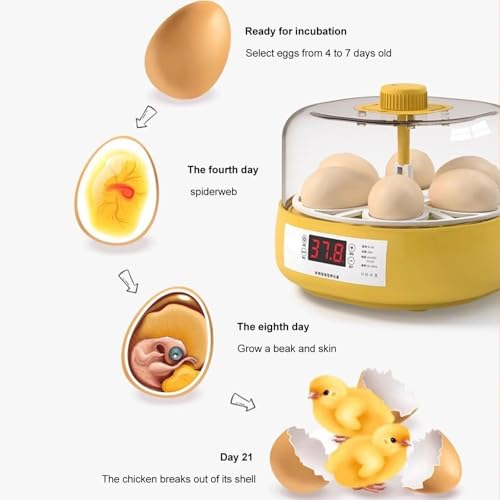 Incubateur automatique d'oeufs avec contrôle de l'humidité, affichage de la température, bougie intégrée, tournage manuel pour poulet, canard, caille, design compact 18 W