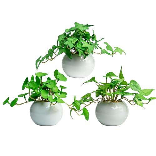 ドライフラワー観葉植物 ミニセット