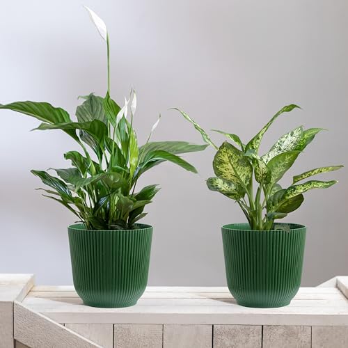 Miniatura 2 de Olly Rose Macetas Oxford De Plástico, Paquete De 2, Macetas De Interior Y Exterior Para Jardín Y Hogar, Macetas De Resina Endurecida Verde, 18 Cm