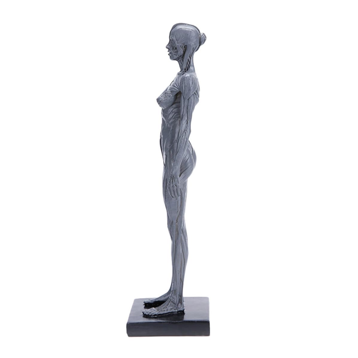 HEMOTON Modèle Anatomique Musculaire en Résine Haute Précision pour Enseignement, Accessoire Éducatif du Corps Humain pour Activités Célébratives
