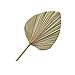 Naturalne suszone liście palmowe Tropikalne suszone wentylatory palmowe Suche liście Decor do domu w kuchni Wesele - 50x23CM XXSHN