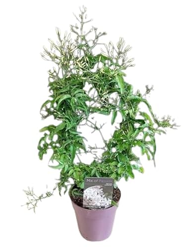 Jazmín Polyanthum - Trepadora Natural Perfecta para Crear Jardines Perfumados