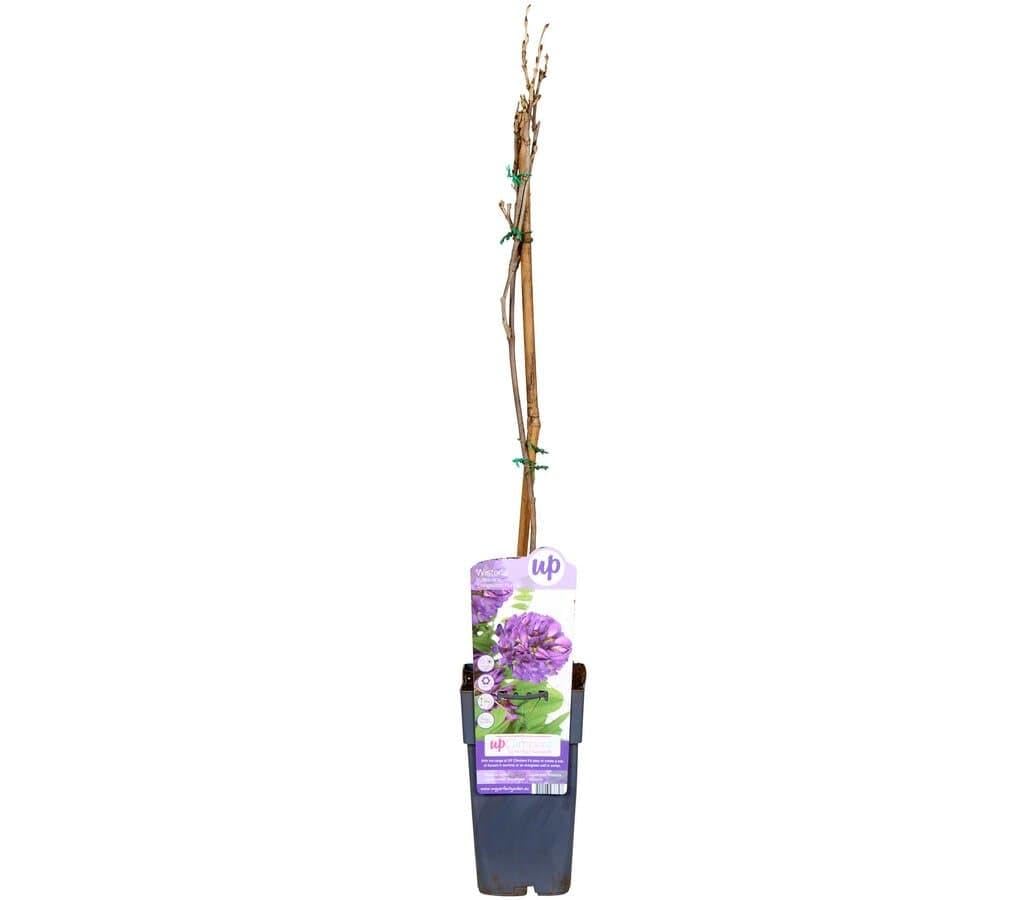 Garden Center Shop | Plantas Trepadoras Naturales | Bignonia, Wisteria, Jazmín Estrella, Madreselva, Passiflora, Hiedra (Wisteria Longwood Purple)