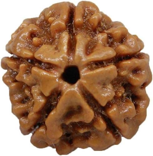 Certified Original 5 Mukhi Rudraksha Round Bead (Colour: Brown) Mala | 5 Face (Panchmukhi) Rudraksha Beads | Authentic Genuine Rosary (1pc Bead)(15 to 20 mm) - Image 2