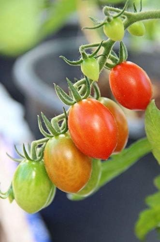 Fiaschetto di Manduria Semillas de Tomate - Un Tomate Ciruela Rojo Profundo - Muy Productivo(100 - Semillas)