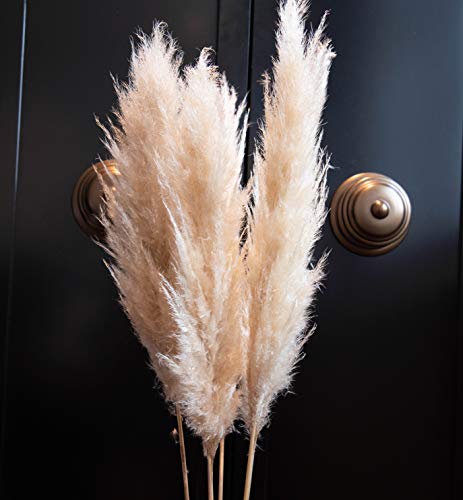 Preisvergleich Produktbild Lilianfeld® Großes Pampasgras 5er Set - Natürlich getrocknetes Pampasgras beige - Hohe Qualität - Made in France - Interior-Trend 2020
