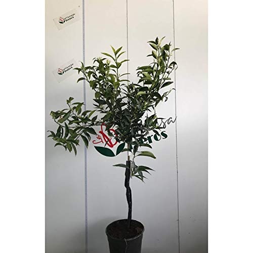 Mandarino - Maceta 22cm. - Altura total aprox. 1'2m. - Planta viva - (Envíos sólo a Península) Cover