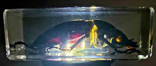 Image of 44mm Real Cottonwood Stag Beetle in Crystal Clear Lucite Resin Specimen Preserved Insect Bugs Taxidermy Crafts Collection for Biology Science Education & Desk Ornament Display Supplies