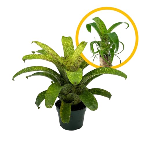ragnaroc Live Plants Bromeliad Vrisea Fenestralis 4-8 2 Plug - 1ct - Live Arrival Guaranteed - House Plants for Home Decor & Gift