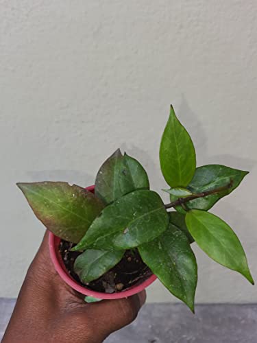 Image of greEen earth Hoya Sunrise Wax Plant porcelain flower 1 Small Live Plant