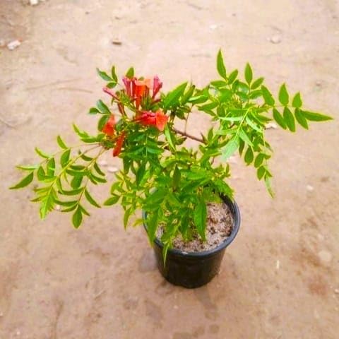 Original African All Time Sweet Malta Lemon Plant (GRAFTED) Mosambi Healty Plant-image-46