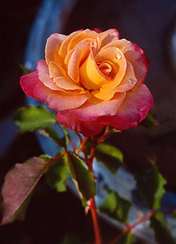 Royal Paradise Garden Rare Exotic Magical Pink Yellow Rose Flower
