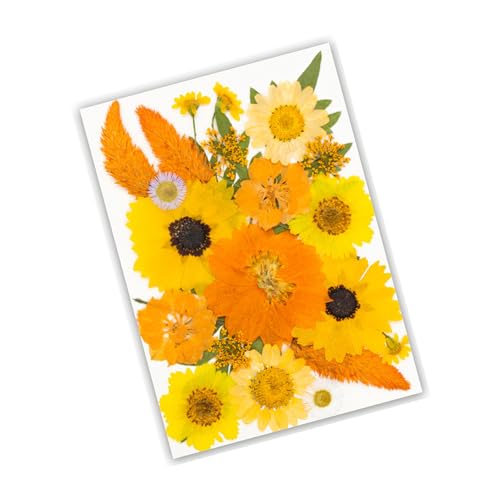 Flor natural seca prensada para resin artesanía miniatura 5