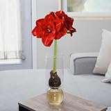 Chalily Amaryllis Bulbs Kit: Cherry Nymph in Stunning Custom Glass Vase NO Messy Soil Necessary Indoor Flowers and Blooms Many Color Options Red, Pink, White Wax Waxed Amaryllis Bulb Bulk